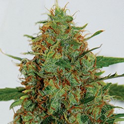 G13 Labs Seeds C99